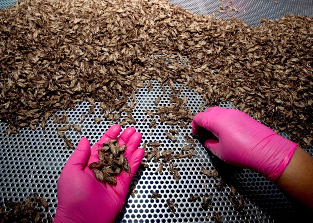 Жареные насекомые из Таиланда готовы составить конкуренцию чипсам