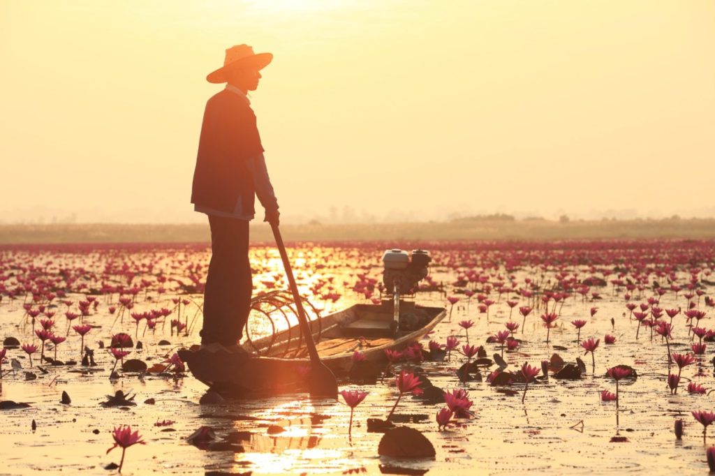 Озеро красных лотосов в Таиланде — когда смотреть цветение (видео)