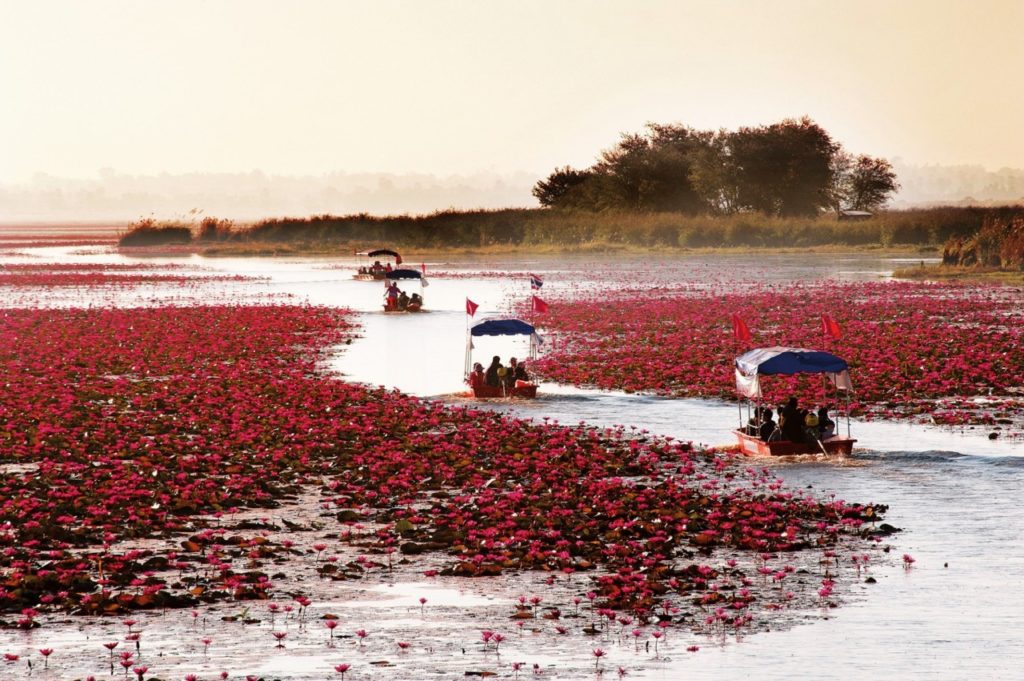 Озеро красных лотосов в Таиланде — когда смотреть цветение (видео)