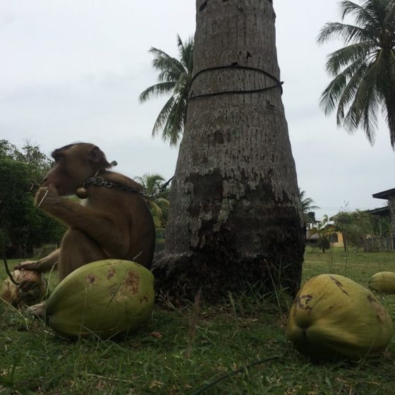 Европа отказывается от кокосов из Таиланда из-за того, что их собирают обезьяны