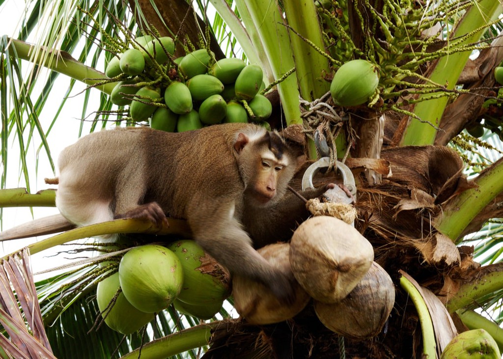 Экзоскелет для сбора кокосов изобрели в Таиланде на замену обезьянам
