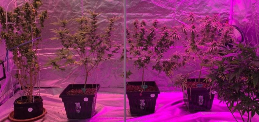 выращивать в домашних условиях марихуану