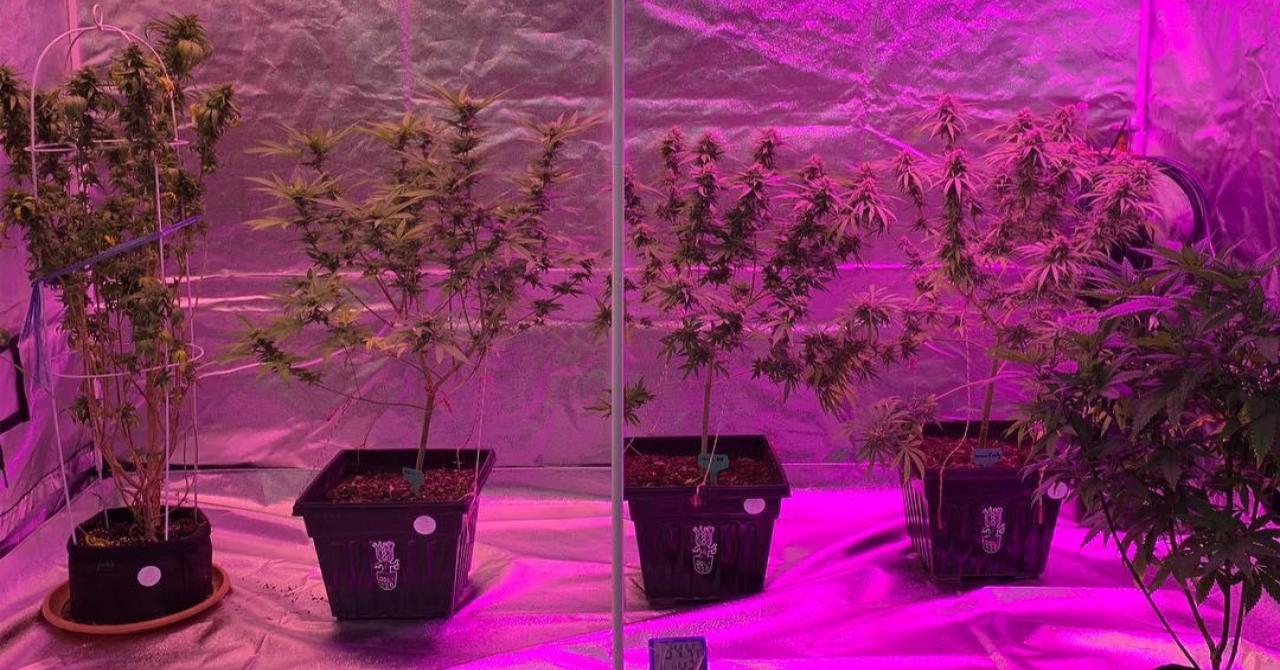 как выращивать в подвале марихуану
