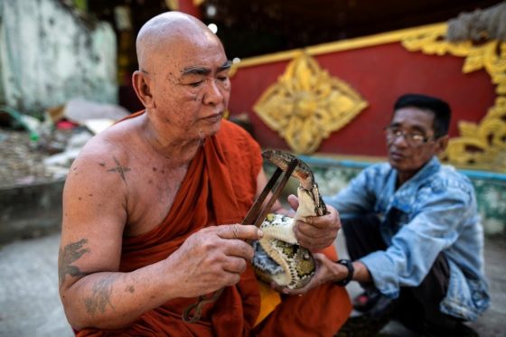 Приют для змей открыл буддийский монах в Мьянме