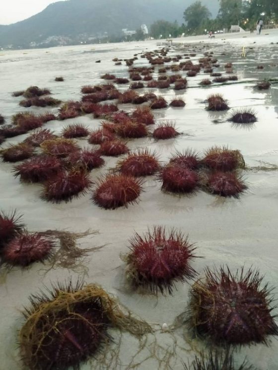 Тысячи красных морских ежей выбросило на пляж Патонга