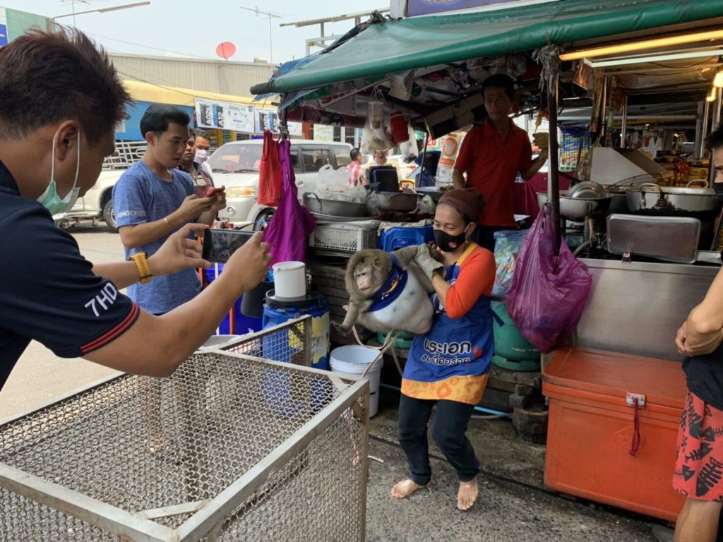 Домашнюю обезьяну с избыточным весом конфисковали в Таиланде