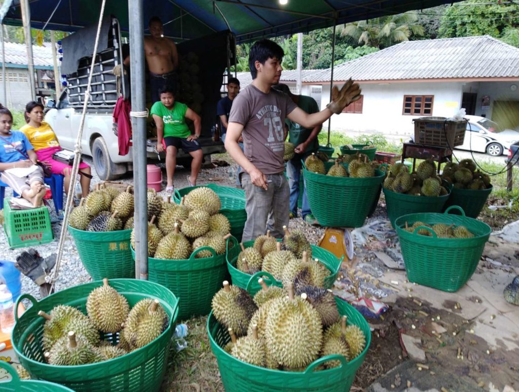 Соседи теснят Таиланд на рынке дурианов