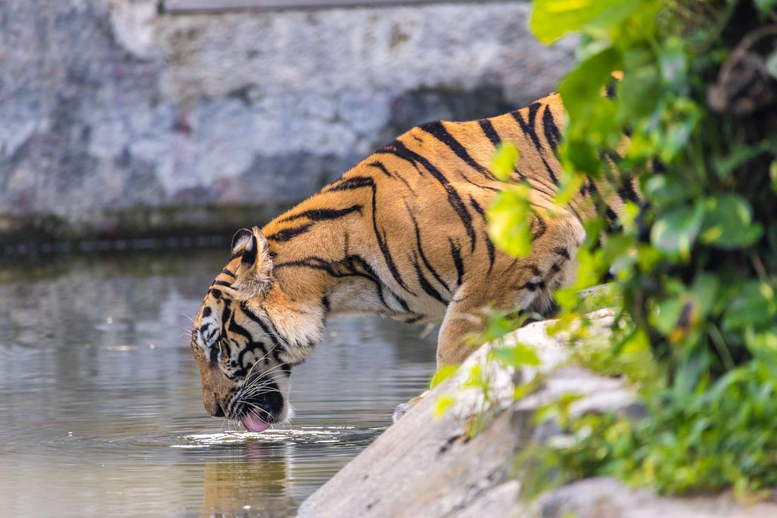 Тигровый зоопарк в Таиланде закрылся навсегда