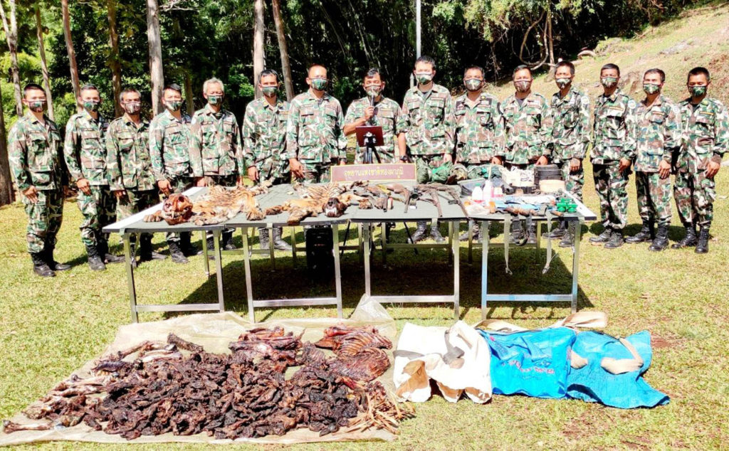 Шашлык из мяса бенгальских тигров приготовили браконьеры в