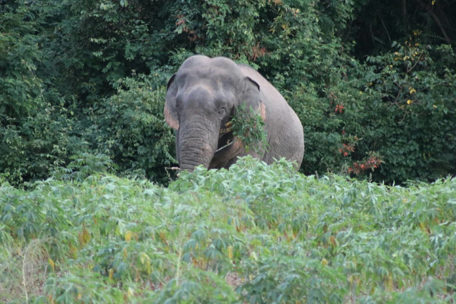 Дикие слоны напали на туристов в Таиланде