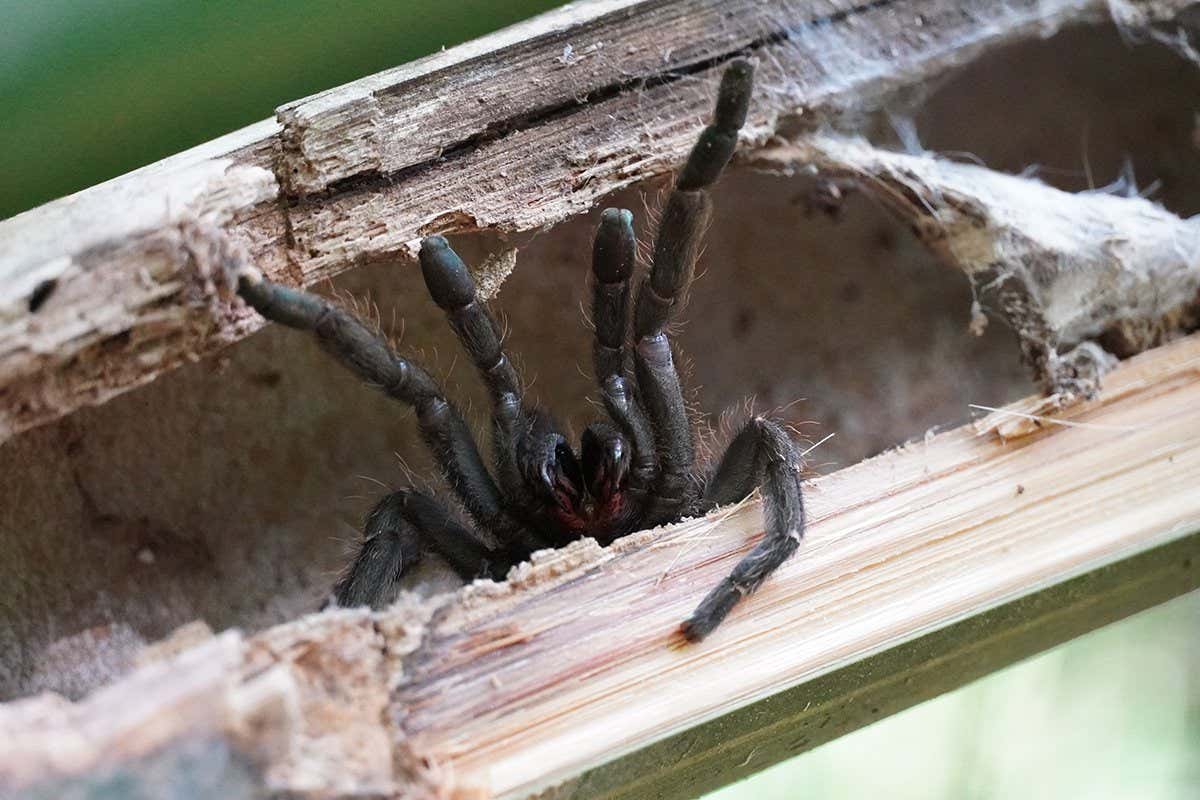 Новый вид тарантула обнаружен в Таиланде