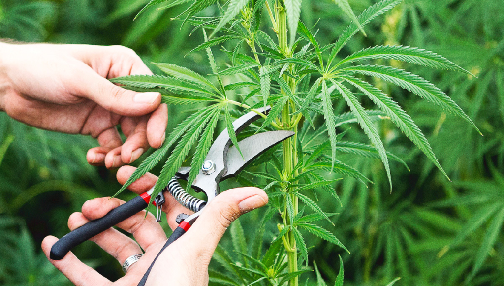 Как растить коноплю дома закон марихуана доказанный вред