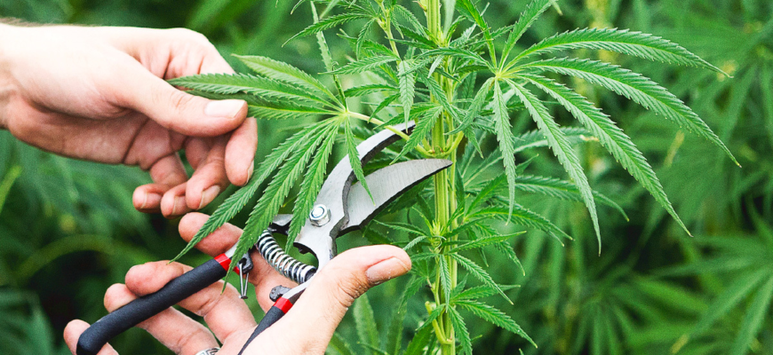 выращивать марихуана