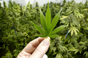 Найдено плантация марихуаны как менять айпи в тор браузер hydra2web