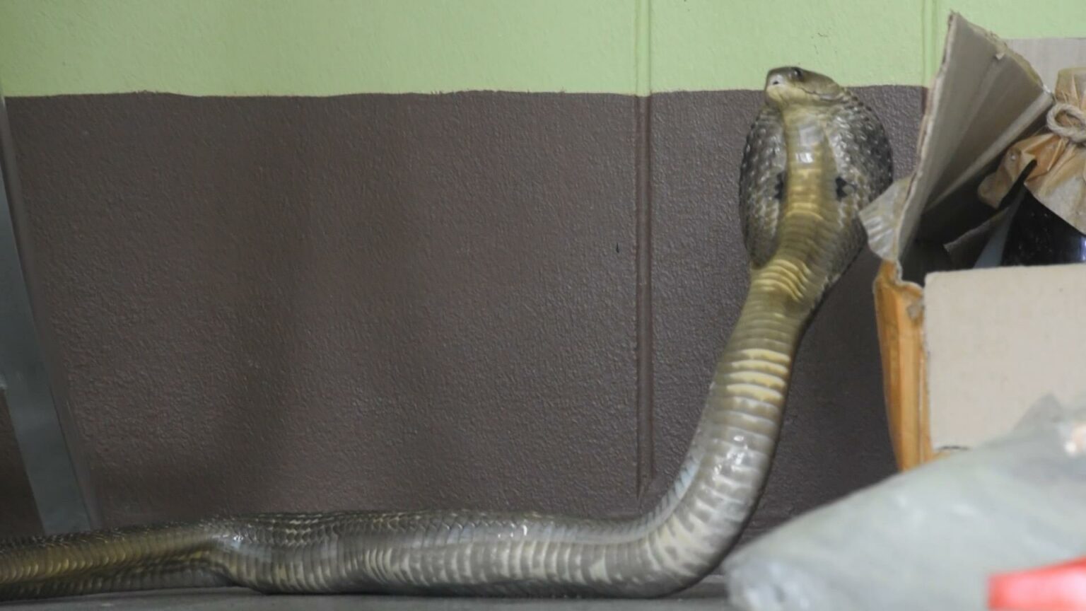 Ядовитая кобра в посылке из Таиланда — случай на почте