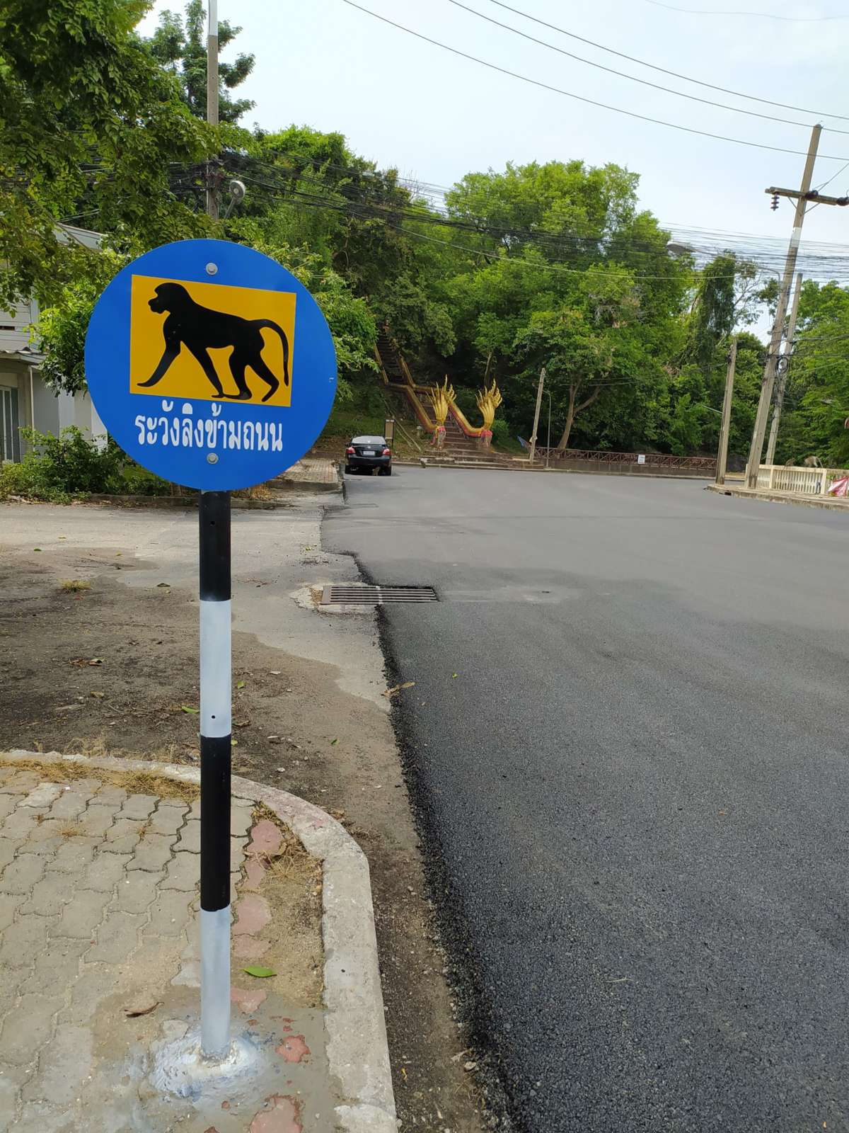 Голодные обезьяны в Таиланде оккупировали город в Исане