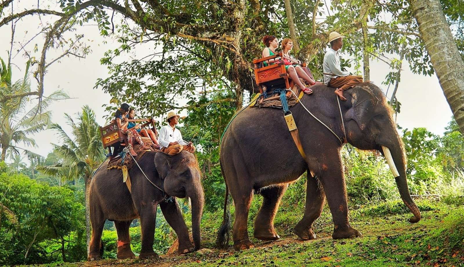 Жестокого дрессировщика заставили встать на колени перед слоном в Таиланде