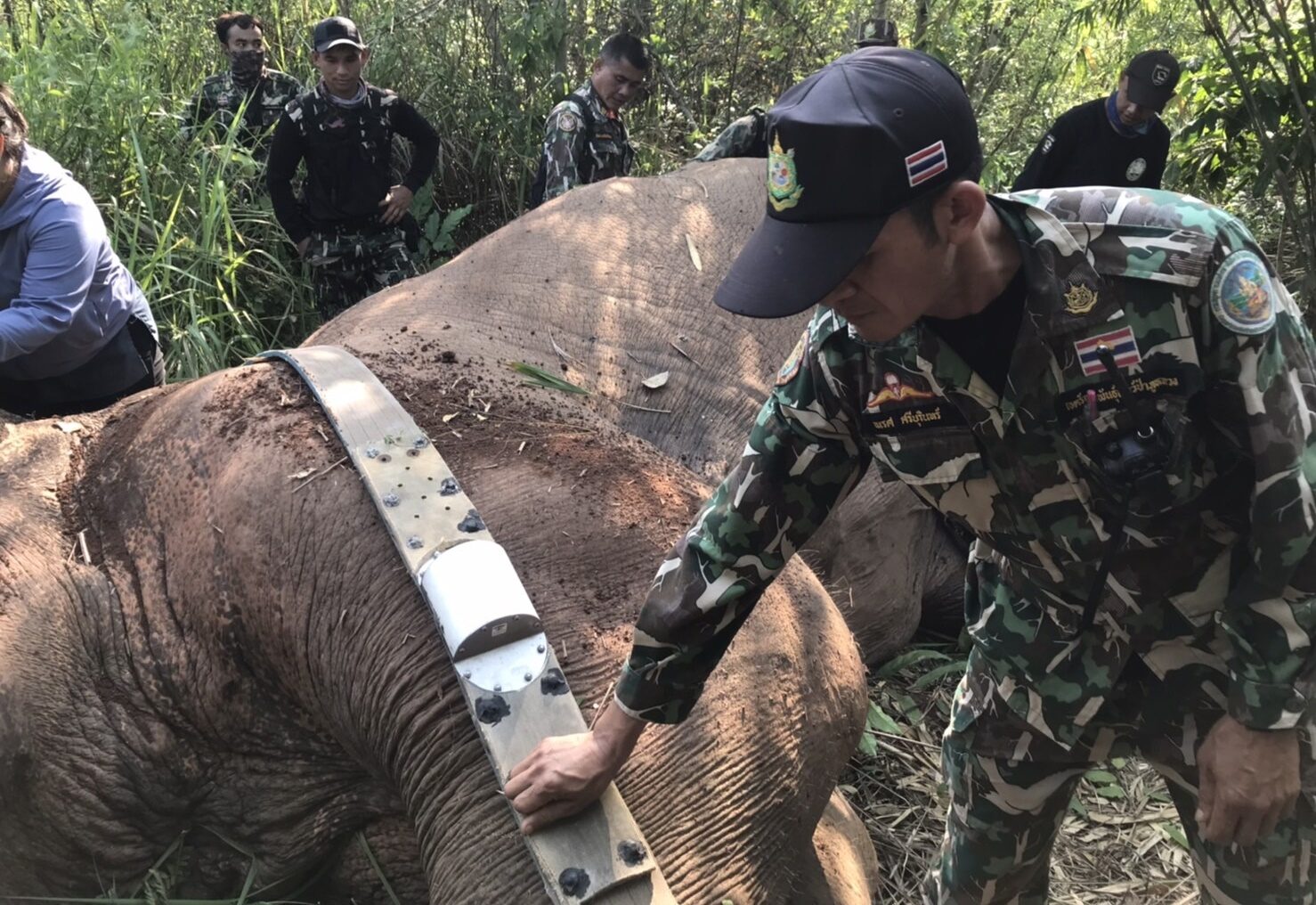 В Таиланде следят за слонами с помощью GPS-трекеров