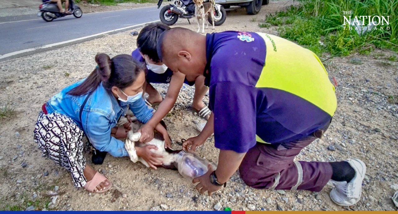 Спасение собаки в Таиланде — когда сильно голоден