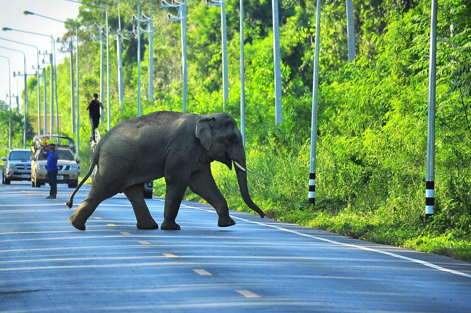 Нашествие диких слонов в Таиланде