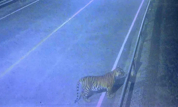 Дикий тигр в Таиланде может быть опасен для туристов