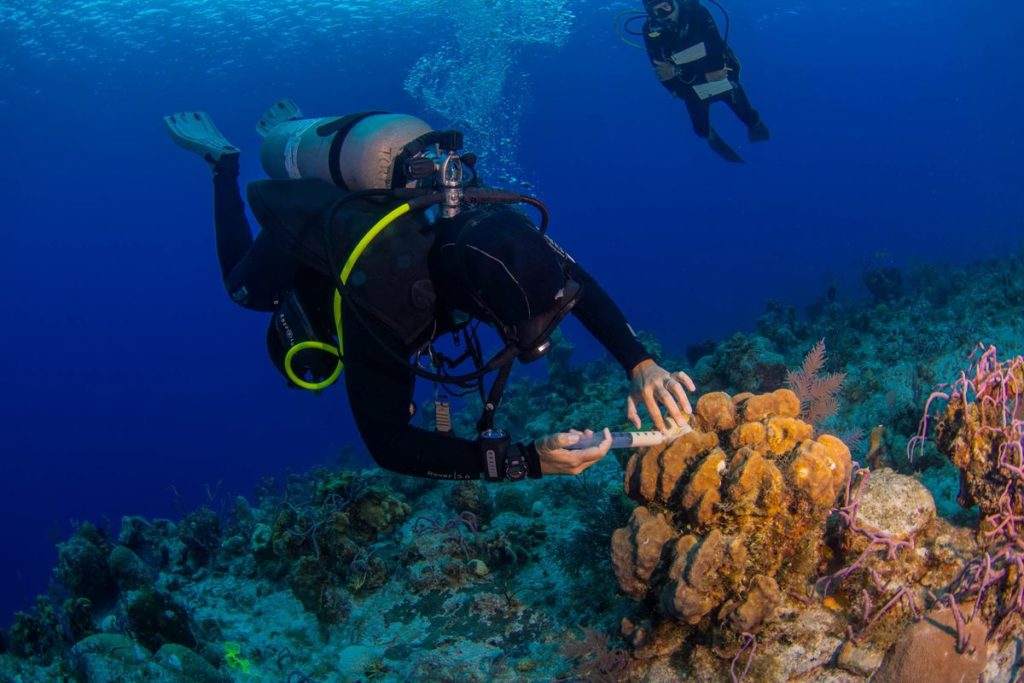 Коралловые рифы Таиланда заражены болезнью жёлтой полосы