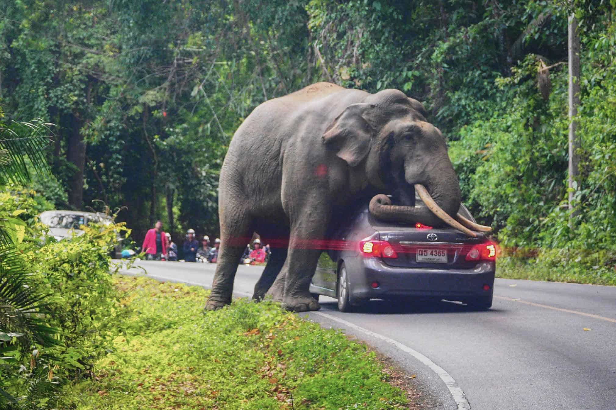 Тайланд слоны