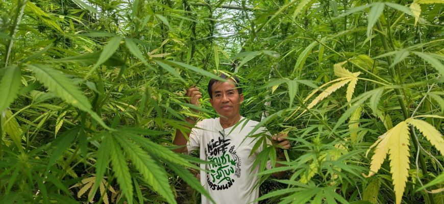 Руководитель общественной сети производителей марихуаны в Накхонпханоме доктор Банчоб Промса.