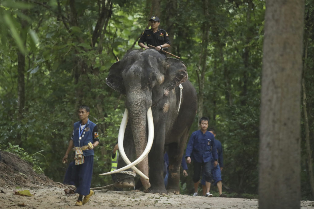 Российский самолёт доставил больного слона в Таиланд