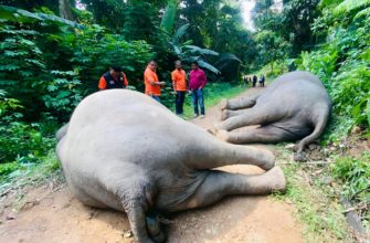 Дуриан под напряжением: двух слонов убило током в Таиланде