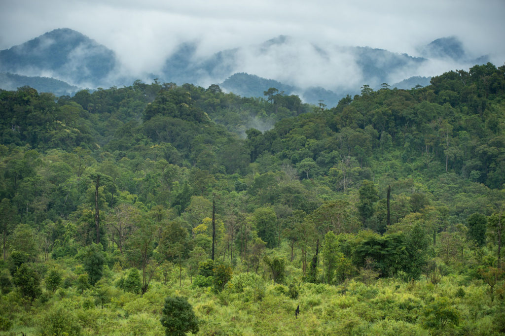 Тропический лес в сезон дождей в заповеднике Тхунгъяй, провинция Так