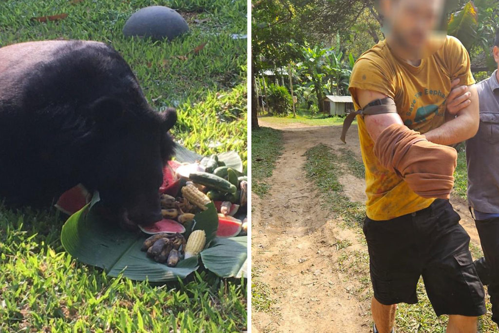 Волонтер отрезал себе руку, спасаясь от медведя в Таиланде