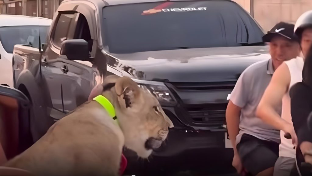 Поездка в кабриолете со львом по Паттайе стала вирусной