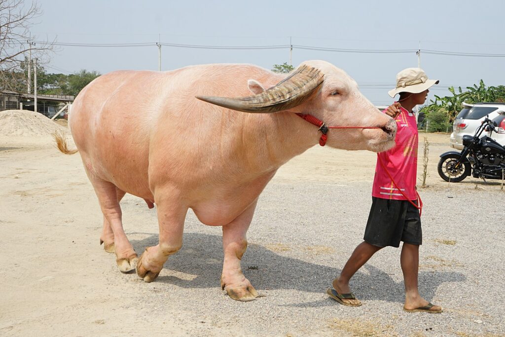 Рост пятилетнего буйвола-альбиноса по имени Ко Муанг Пхет составляет 180 сантиметров